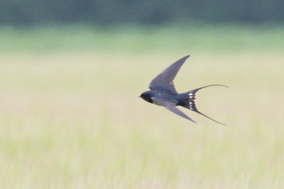 Barn Swallow / Ladusvala
