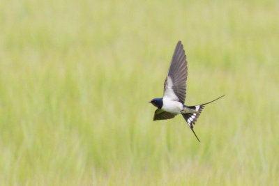 Barn Swallow / Ladusvala