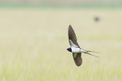 Barn Swallow / Ladusvala