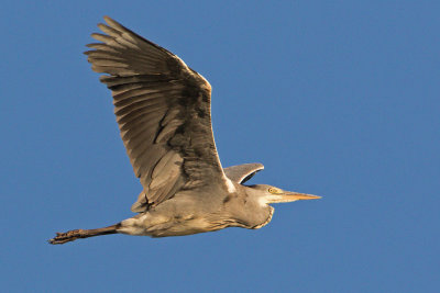 Grey Heron / Grhger