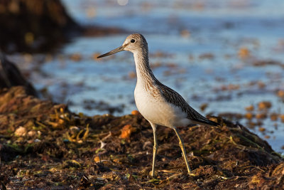 Gluttsnppa / Common greenshank