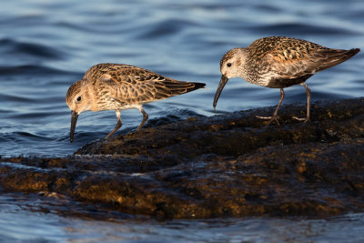 Dunlins / Krrsnppor