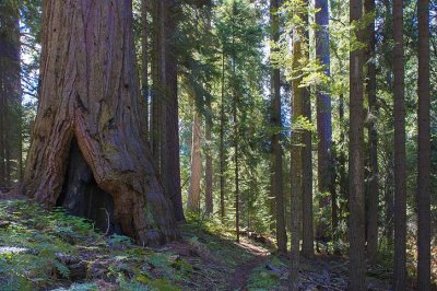 Redwood Meadow - Lodgepole