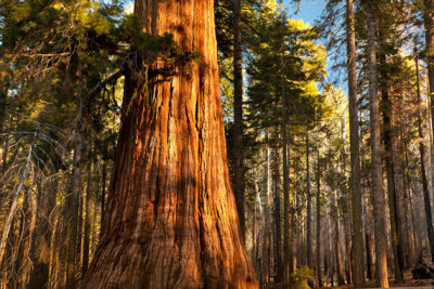 Lodgepole - Grant Grove Cabins