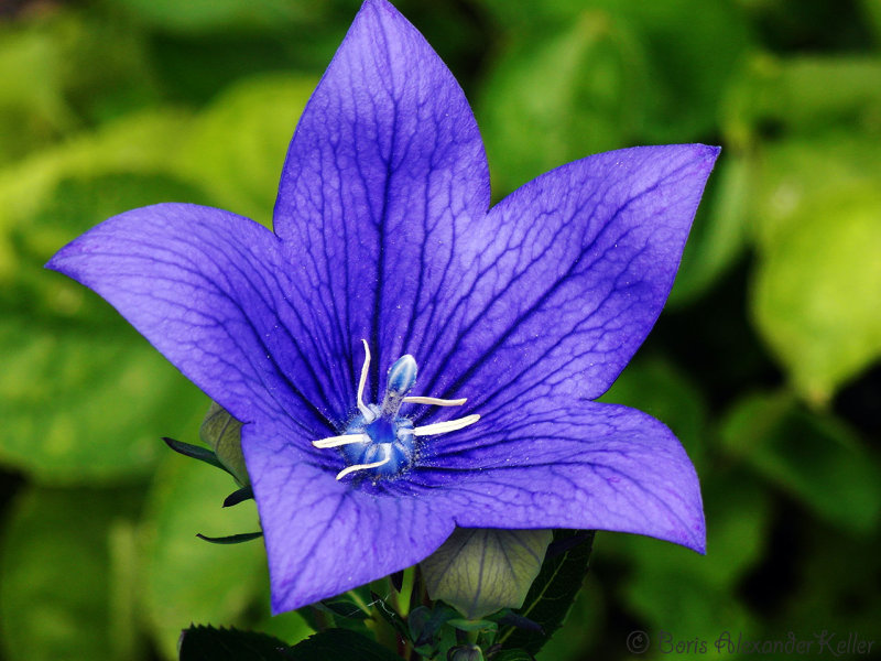Blue Flower in my Garden...