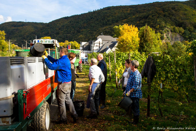 Harvesting of wine/grapes