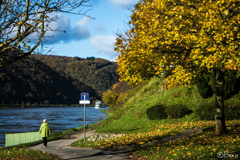Herbst am Rhein..