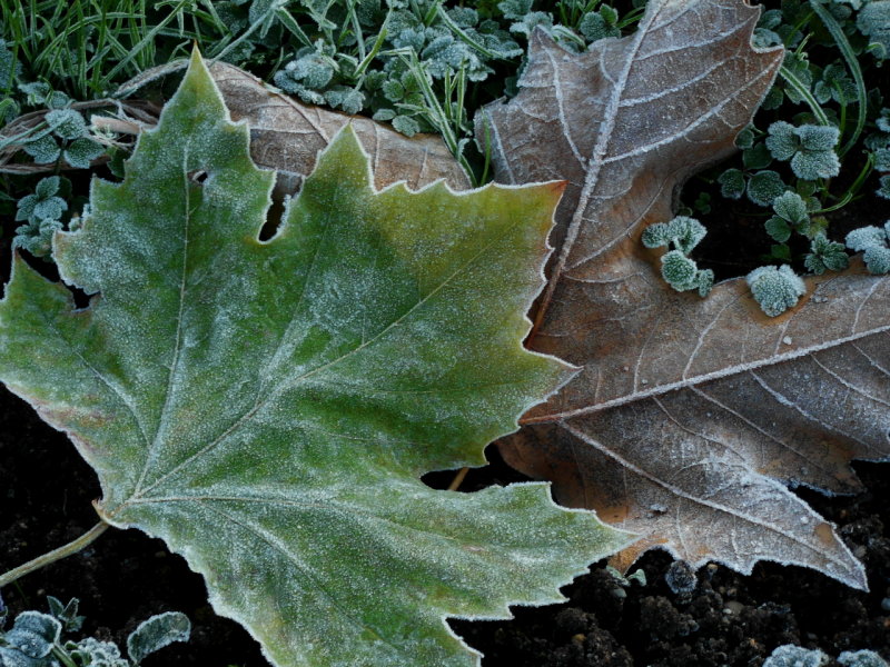 First frost...
