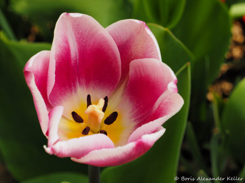 Tulip in the garden..