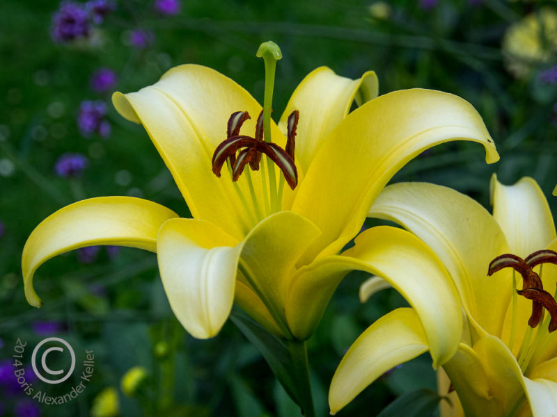 Day Lilies