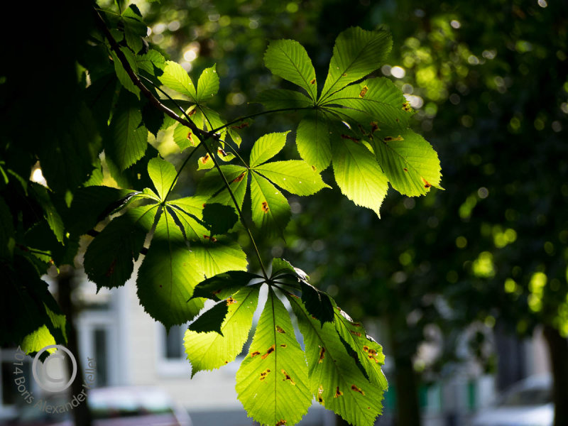 Shadow play