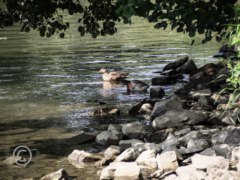 Ducks by the river..