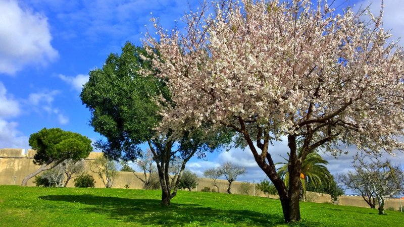 Algarve Spring