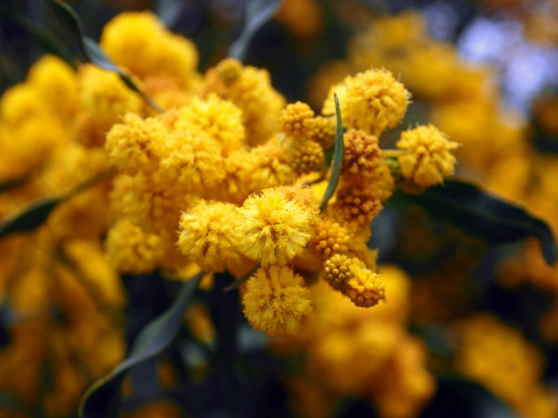 Mimosen