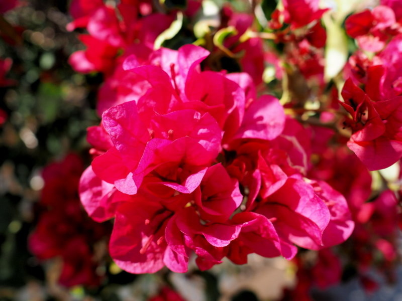 Bougainvillea