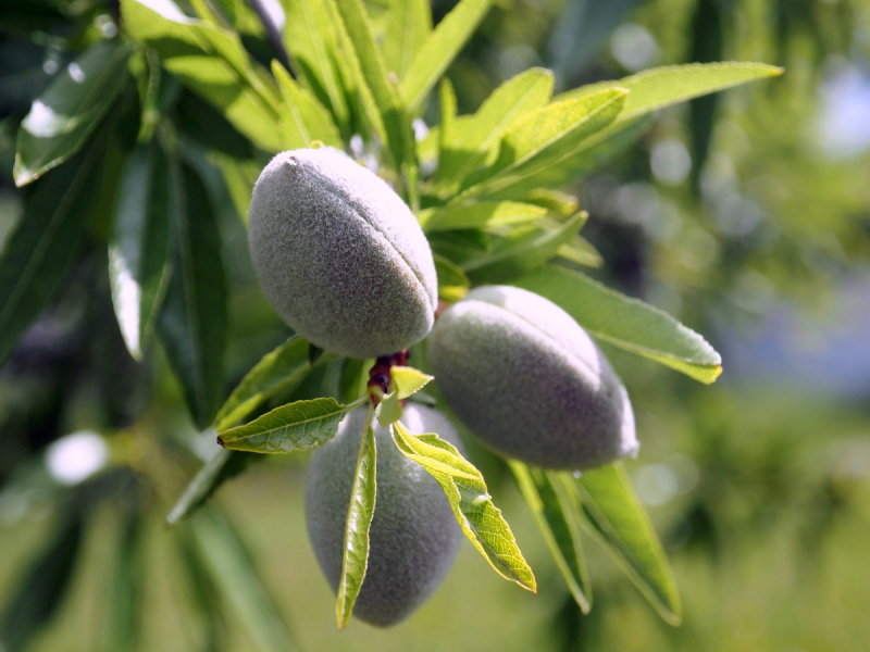 Almondtree