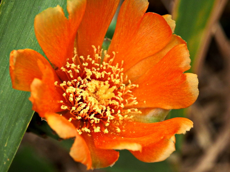  Orange Cactus Flower