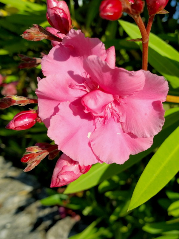 Oleander