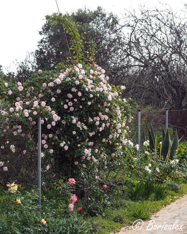 The Rosebush