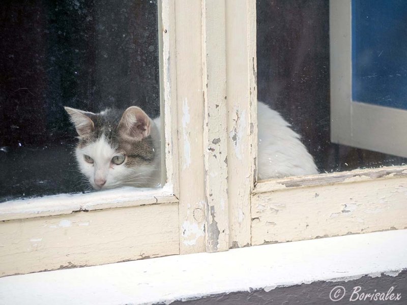 The cat in the window