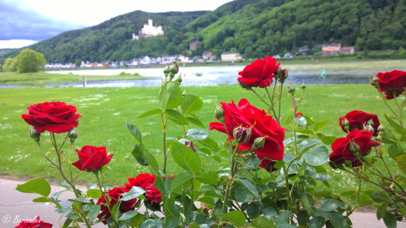 Rosen an Rhein und Lahn