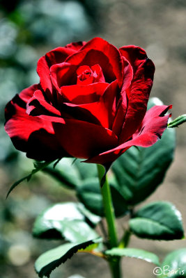 Fall rose