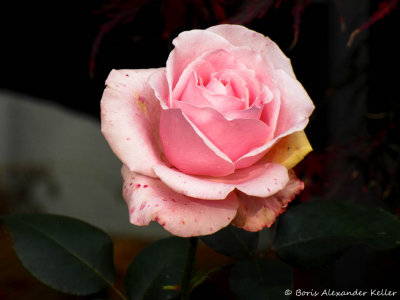 Rose in Autumn