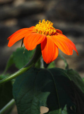Autumn flower