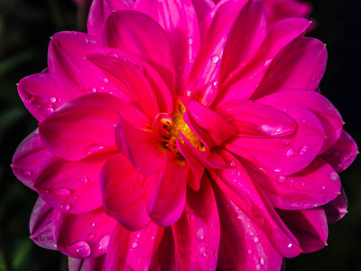 Dahlia