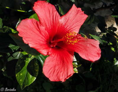 Hibiscus