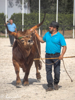 Cattle fair