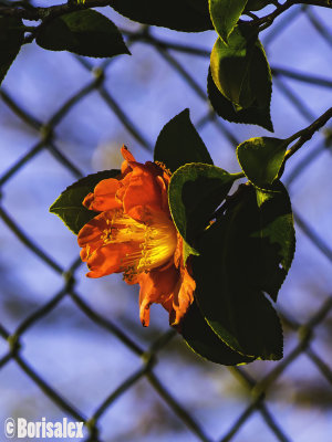 Bloom in Winter