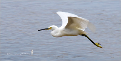 aigrette neigeuse