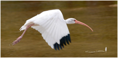 ibis