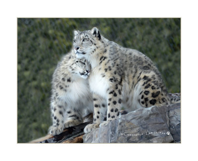 Lopard des neiges - mre et fille