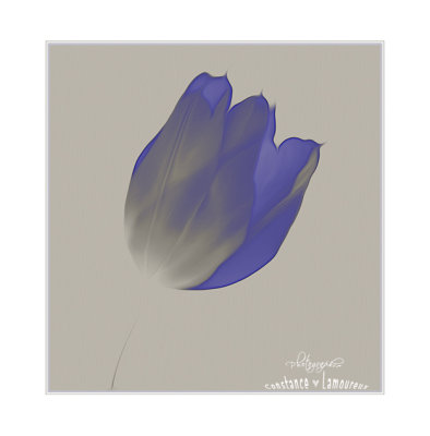 tulipe bleu.
