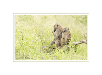 Les babouins de Tanzanie...