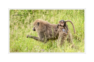 maman et bb babouin