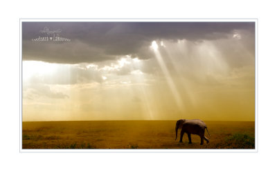 SAFARI  EN  TANZANIE - ANIMAUX