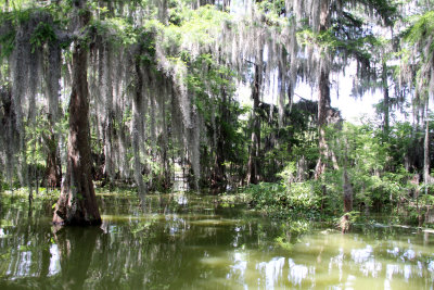 Louisiana Bayou.jpg