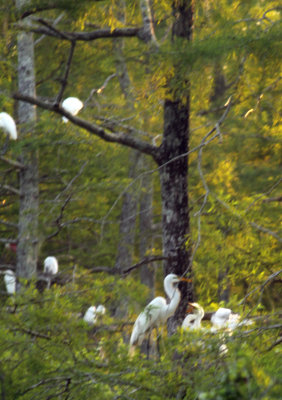 Nesting Egrets.jpg