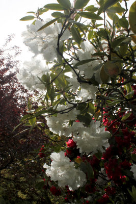 IMG_6921_3111 4x6.jpg