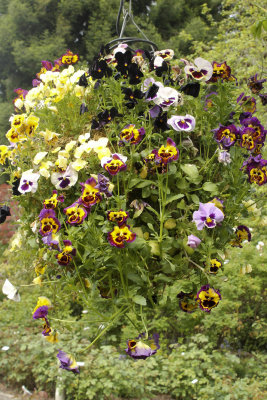 IMG_7056_3245 4x6.jpg