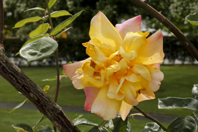 IMG_7183_3372 4x6.jpg