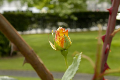 IMG_7186_3375 4x6.jpg