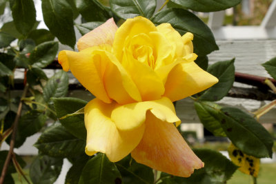 IMG_7187_3376 4x6.jpg