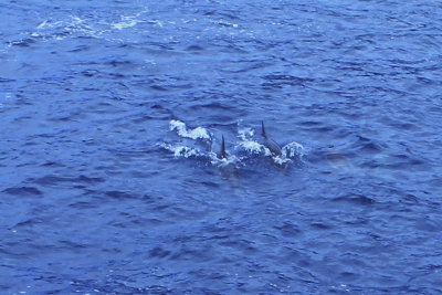 IMG_6261_4140 4x6.jpg