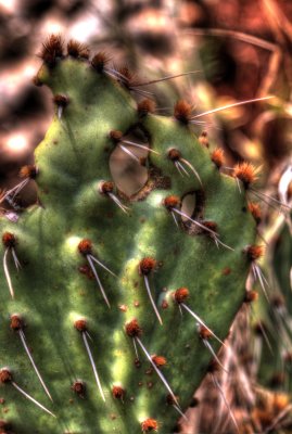 IMG_1519_20_21_tonemapped.jpg