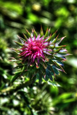 IMG_7701_tonemapped.jpg