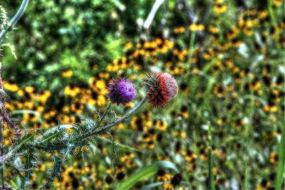 IMG_7726_tonemapped.jpg